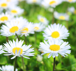 Obraz na płótnie Canvas White daisies , sunny spring day in april, blooming wild daisy 