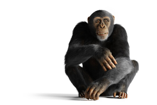 Chimpanzee monkey isolated on white