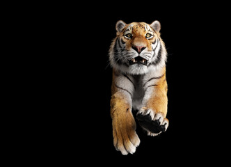 Tiger run and attack on black © Photocreo Bednarek
