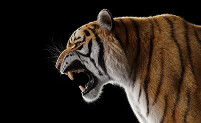 Poster Tiger roar portrait on black © Photocreo Bednarek