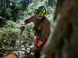 Logger tying chain to tree in forest