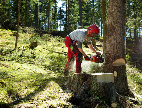 Young forester cutting tree in forest
