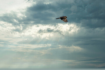 kite flying in the sky