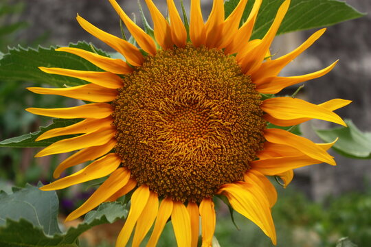 sunflower with bea