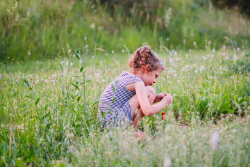 Little girl in striped dress collects strawberries in the countryside at summer. 