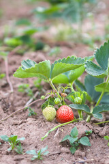 Strawberry growing in the summer garden. Ripe and unripe berries. 