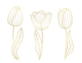 Gold blossom tulips. Bloom golden lines floral elements, elegant spring tulip with leaf. Isolated botanical art, spring summer seasonal vector garden set - obrazy, fototapety, plakaty