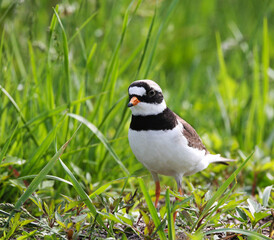 Obraz premium Wader, nesting along the banks of rivers, lakes and seas in northern Eurasia, mainly in the Arctic zone.