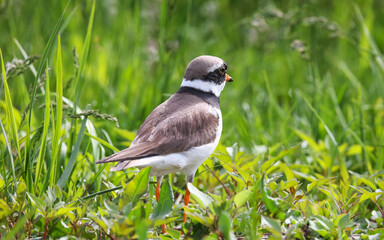 Wader, nesting along the banks of rivers, lakes and seas in northern Eurasia, mainly in the Arctic zone.