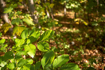 Frische grüne Blätter eines Baumes im Wald. Unscharfer Hintergrund. Sonnenstrahlen im Wald.