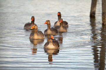 Group with gray geese (Anser Anser) on the water. 6 water bird animals swimming on the lake. Front view.
