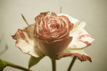 White rose on a light background, postcard concept, congratulations on women's Day, with a place for the text