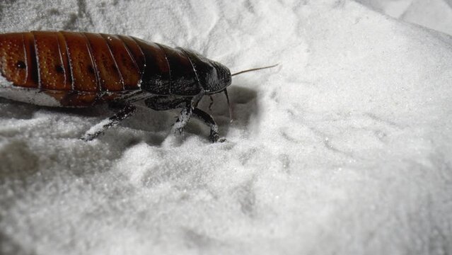 Madagascar hissing cockroach creeping on white dry sand. Large brown beetle with long tendrils, arthropod insects among grains of pure natural mineral quartz. Close up. Slow motion.
