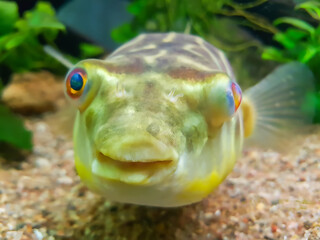 Funny exotic fish in aquarium. 