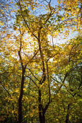 Fototapeta na wymiar Blick in eine Baumkrone. Herbstsonne blauer Himmel. Gelbe Blätter. Herbststimmung. 