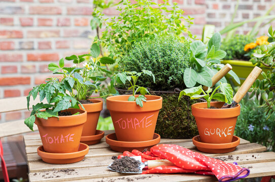 Herbs and vegetables cultivated in balcony garden