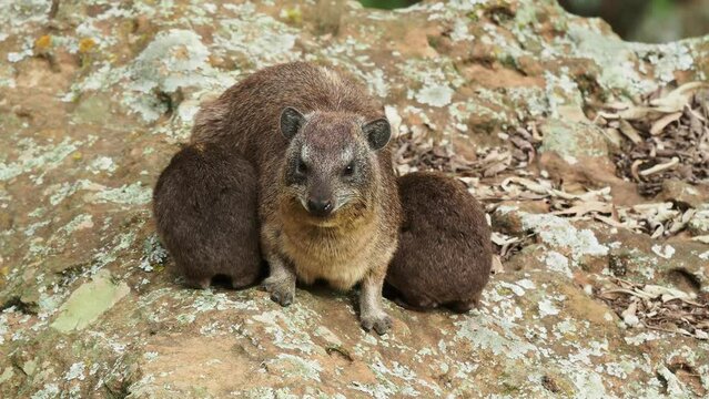 Rock Hyrax - Procavia capensis also dassie, Cape hyrax, rock rabbit and coney, medium-sized terrestrial mammal native to Africa and the Middle East, order Hyracoidea Procavia, sucks milk from mother.