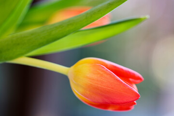 close up image with a red tulip in blur, dof.