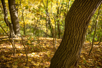 Baumstamm Nahansicht. Wald im Herbst mit gelben Lauf auf dem Boden. Unscharfer Hintergrund. 