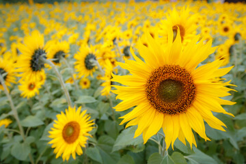 ひまわり畑　ひまわりの群生　夏のイメージ