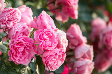 バラの花　屋外撮影　初夏のイメージ