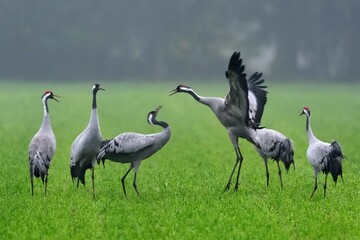 Kraniche (Grus grus) beim Tanz auf einem Feld.