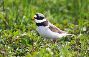 Wader, nesting along the banks of rivers, lakes and seas in northern Eurasia, mainly in the Arctic zone.