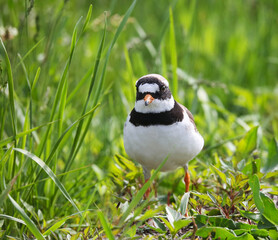 Wader, nesting along the banks of rivers, lakes and seas in northern Eurasia, mainly in the Arctic zone.