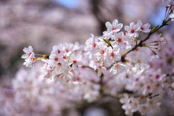 桜の花　春のイメージ