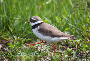 Wader, nesting along the banks of rivers, lakes and seas in northern Eurasia, mainly in the Arctic zone.