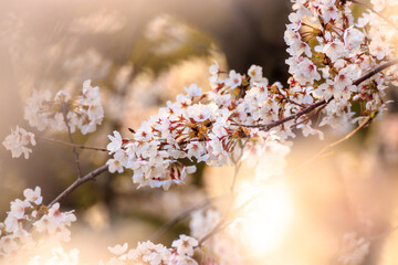 桜の花　春のイメージ