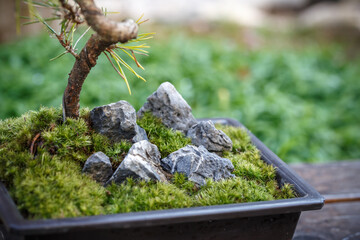 苔盆栽　和風イメージ