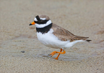 Wader, nesting along the banks of rivers, lakes and seas in northern Eurasia, mainly in the Arctic zone.