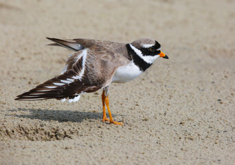 Wader, nesting along the banks of rivers, lakes and seas in northern Eurasia, mainly in the Arctic zone.
