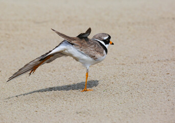 Wader, nesting along the banks of rivers, lakes and seas in northern Eurasia, mainly in the Arctic zone.