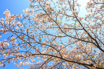 桜の花　春のイメージ
