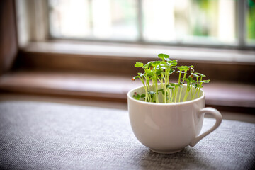 かいわれ大根の室内栽培