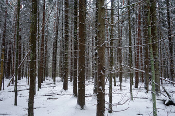 Winter forest covered with snow.