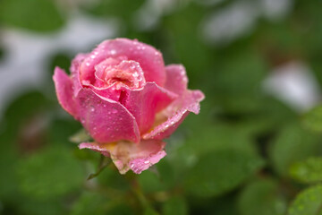 バラの花　屋外撮影