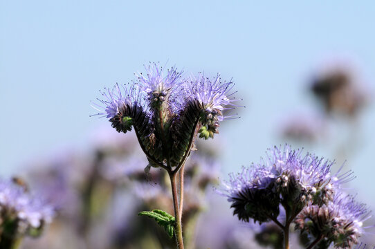 Phacelia