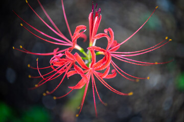 ヒガンバナ　秋のイメージ