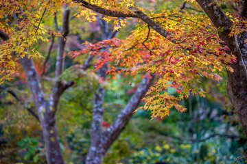 紅葉　秋のイメージ