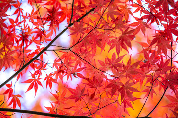 紅葉　秋のイメージ