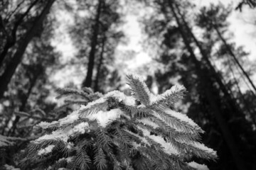 Snow on spruce tree in black and white