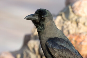 Black raven on blurred background. The raven pecks at its prey. Close-up portrait of a crow.