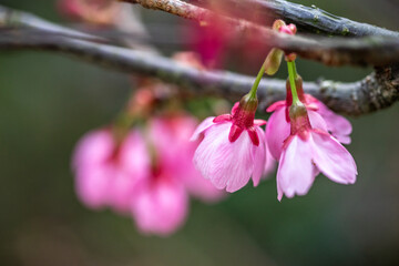桜の花　春のイメージ