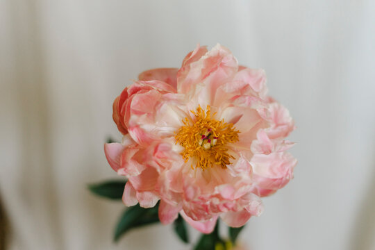 Fresh peony flower in front of wall