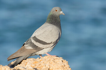 Migration of birds in autumn. Rock pigeon (Columba livia) sitting on a rock. Soft blue background.