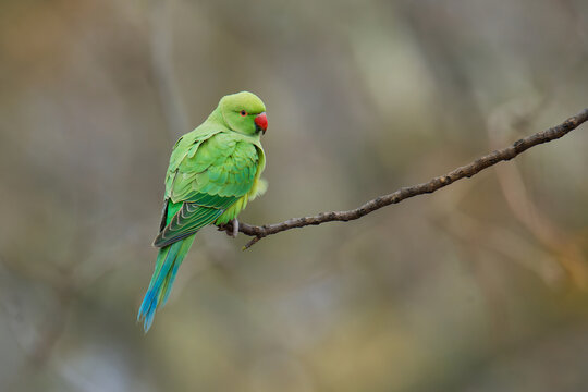 The rose-ringed parakeet (Psittacula krameri), also known as the ring-necked parakeet, is a medium-sized parrot. Beautiful colourful green parrot, cute parakeets perched on a branch.