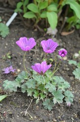 Blooming dwarf cranesbill, scientific name Geranium sophiae